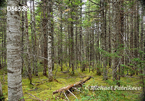 Eastern Canadian boreal forests